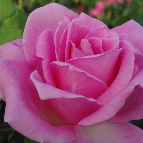 Rozen bestellen en bezorgen - theehybriden - roze - Rosa Eiffel Tower - heel sterk geurende roos - David L. Armstrong, Herbert C. Swim - Vroeg bloeiend, pastelkleurige bloem met aangename geur.